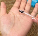 COTONETES COM SILICONE ADESIVO ( COMPRE 1 CAIXA COM 12 LEVE OUTRA GRÁTIS)